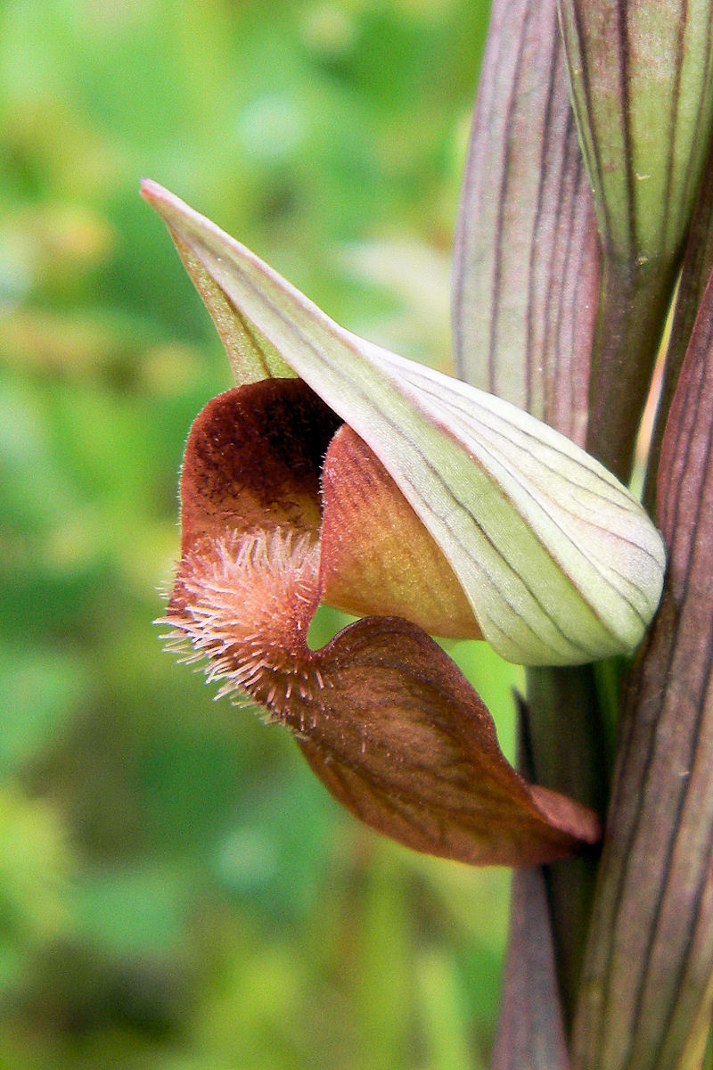 Serapias bergonii